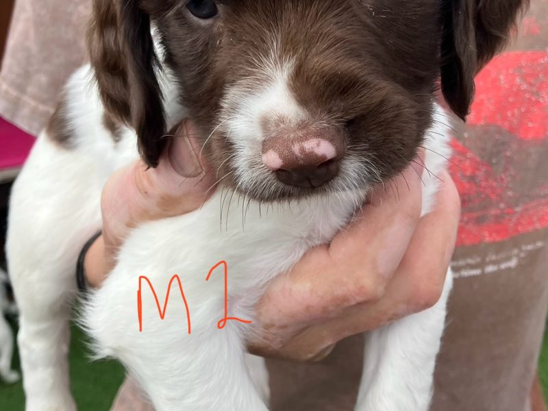 3 Quality Springer pups for sale. 