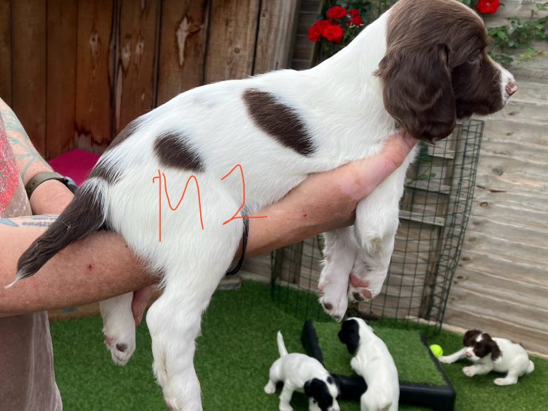 {CATEGORY} - 3 Quality Springer pups for sale. in 