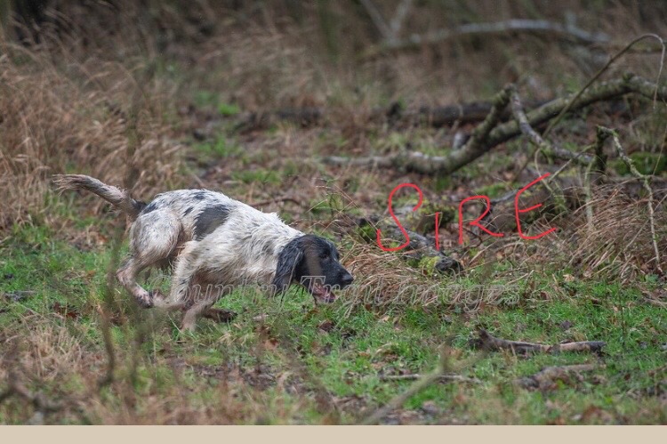 {CATEGORY} - 3 Quality Springer pups for sale.