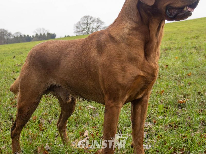 Fox Red Dual Purpose Bred