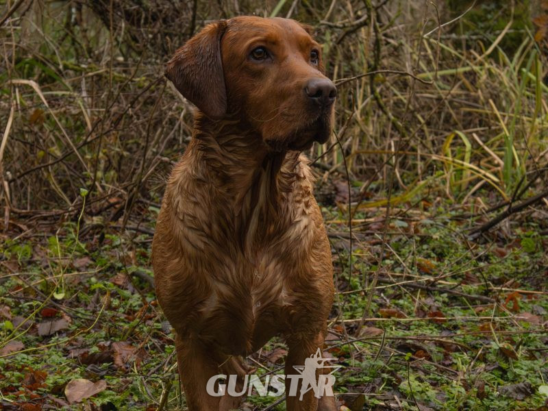 Fox Red Dual Purpose Bred 