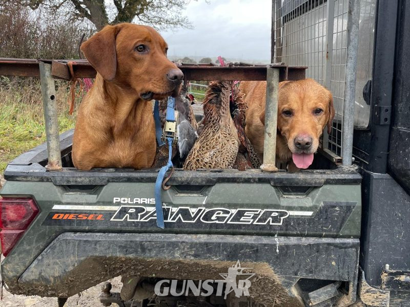 {CATEGORY} - Fox Red Dual Purpose Bred in 
