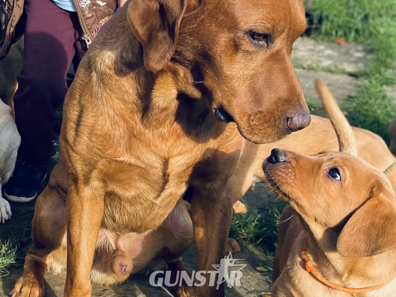 Fox Red Dual Purpose Bred - {CATEGORY} in 