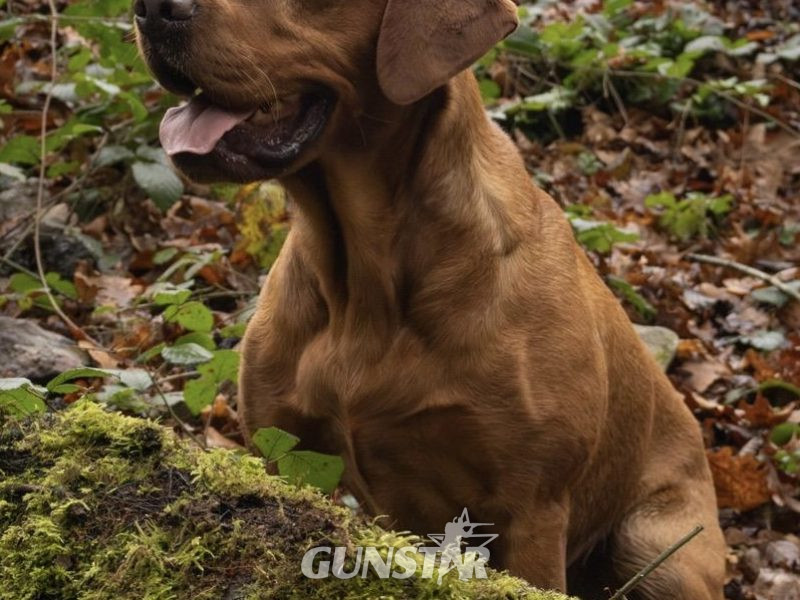 Fox Red Dual Purpose Bred in 
