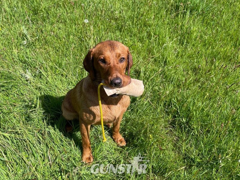 {CATEGORY} - Fox Red Dual Purpose Bred