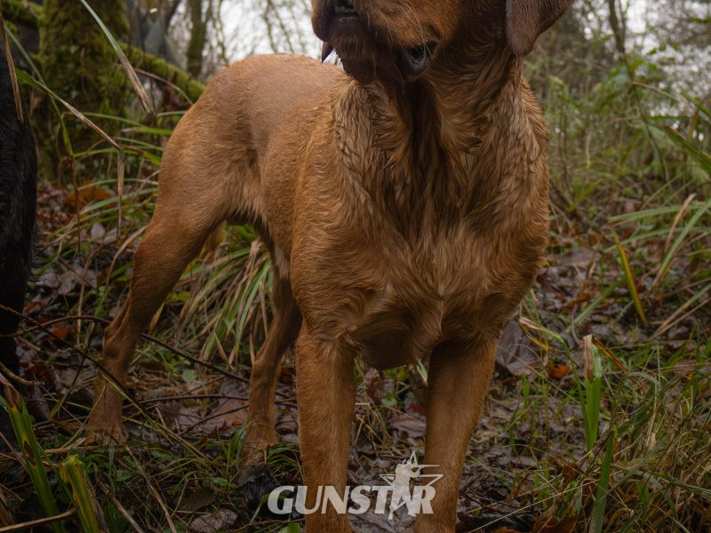 Fox Red Dual Purpose Bred - {CATEGORY}