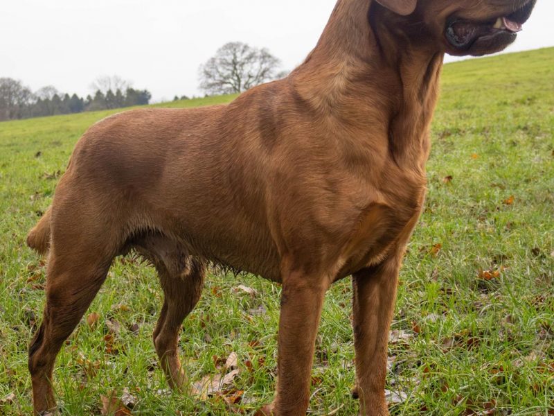 Fox Red Dual Purpose Bred