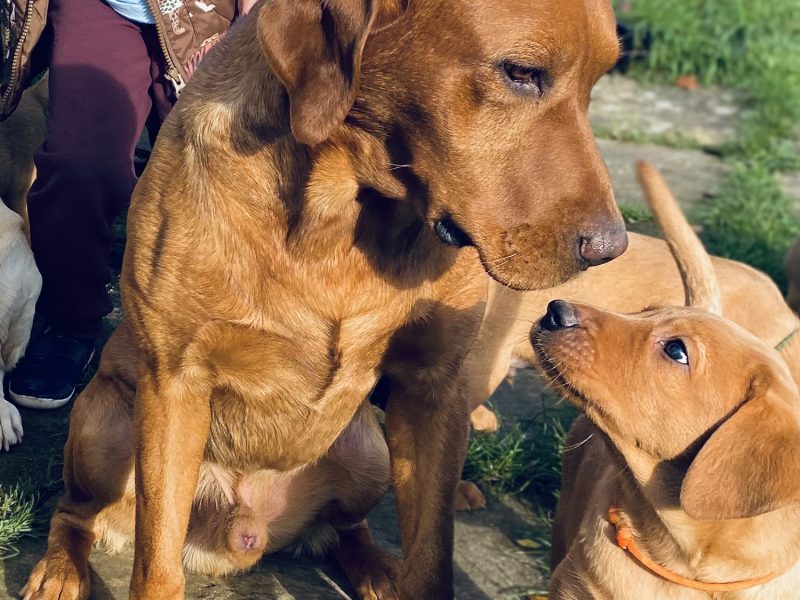 Fox Red Dual Purpose Bred - {CATEGORY} in 
