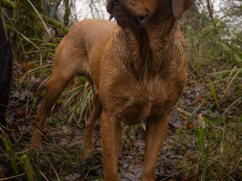 Fox Red Dual Purpose Bred - {CATEGORY}