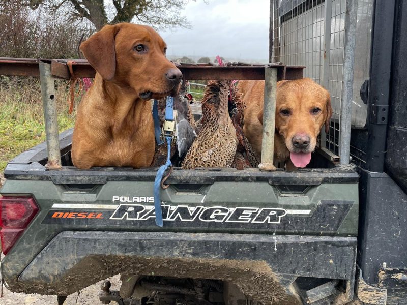 {CATEGORY} - Fox Red Dual Purpose Bred in 