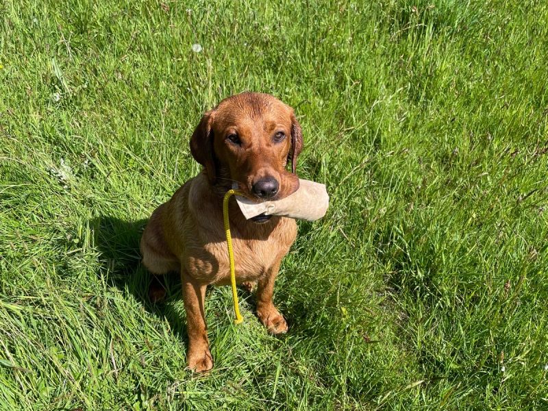{CATEGORY} - Fox Red Dual Purpose Bred