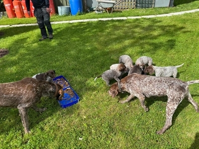 Pedigree Short Haired German Pointers
