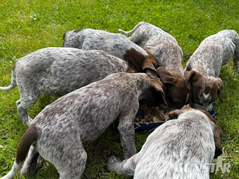 Pedigree Short Haired German Pointers