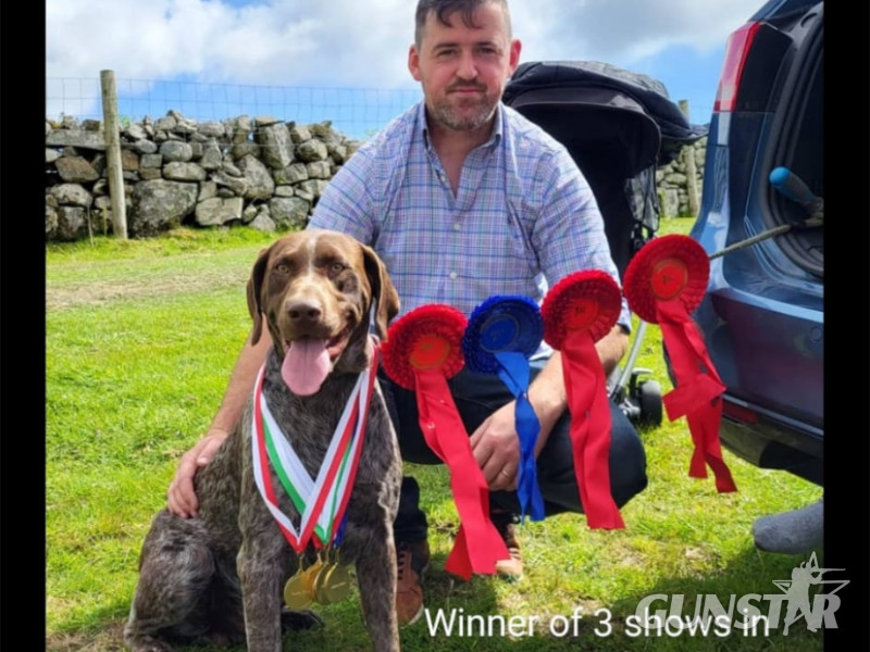Pedigree Short Haired German Pointers - {CATEGORY} in 