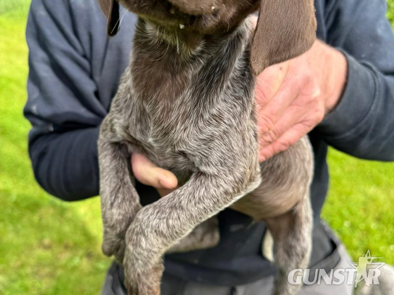Pedigree Short Haired German Pointers - {CATEGORY}