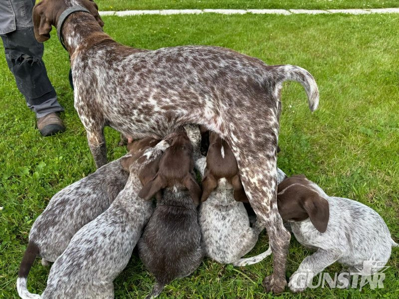  Pedigree Short Haired German Pointers