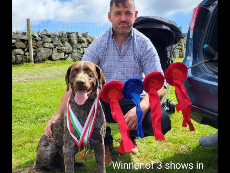 Pedigree Short Haired German Pointers - {CATEGORY} in 