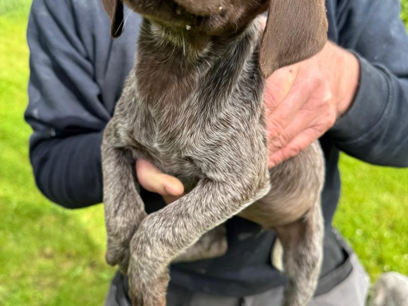 Pedigree Short Haired German Pointers - {CATEGORY}