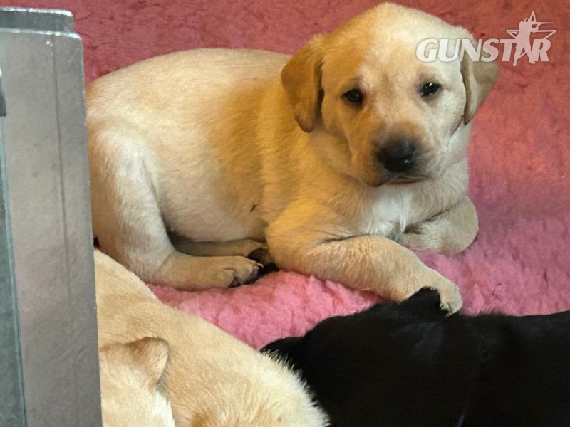 2 only Field Trial Champion bred Labrador pups left. in 