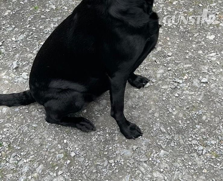  2 only Field Trial Champion bred Labrador pups left.