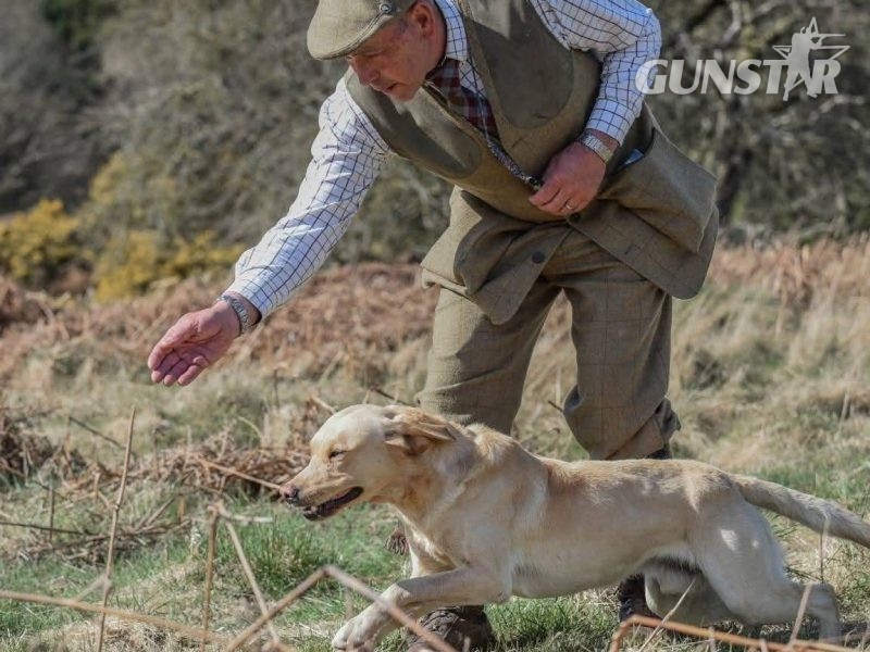 2 only Field Trial Champion bred Labrador pups left.