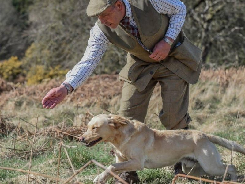 2 only Field Trial Champion bred Labrador pups left.
