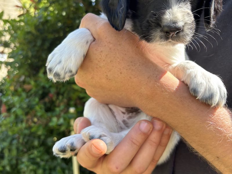 Sprocker x Spaniel Puppies - {CATEGORY}