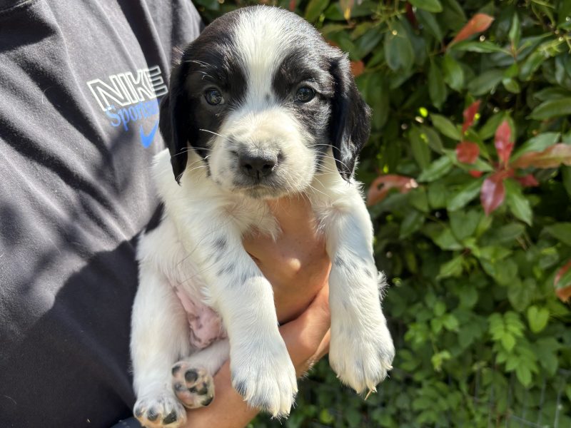 Sprocker x Spaniel Puppies 