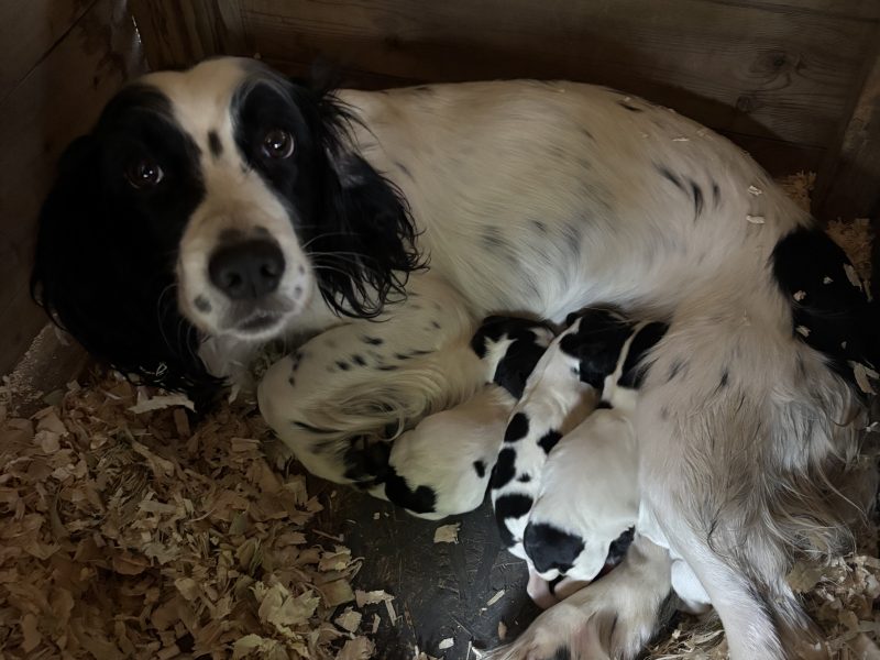 {CATEGORY} - Sprocker x Spaniel Puppies in 