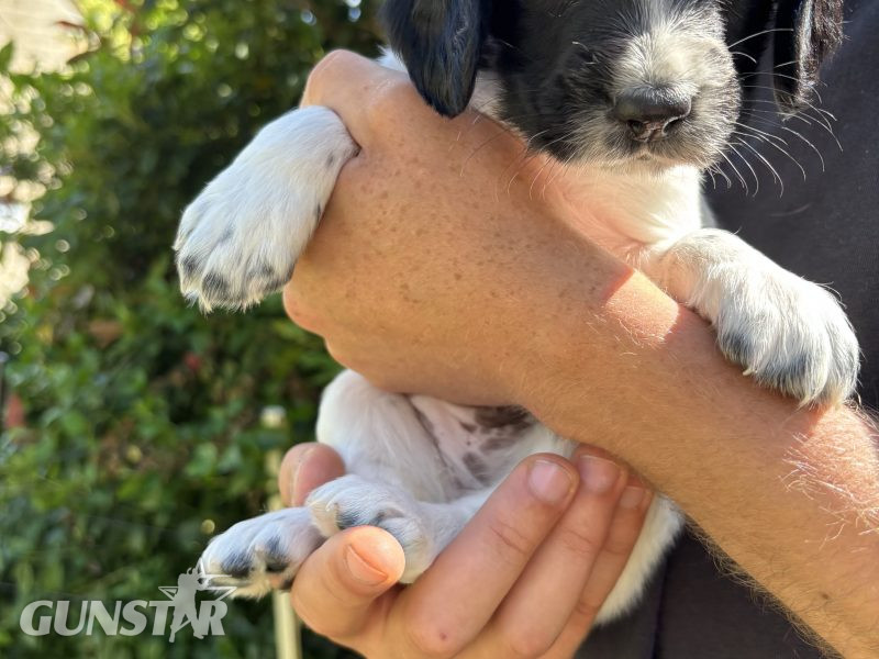 Sprocker x Spaniel Puppies - {CATEGORY}