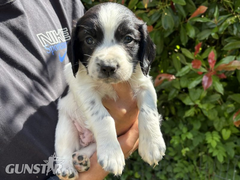 Sprocker x Spaniel Puppies 