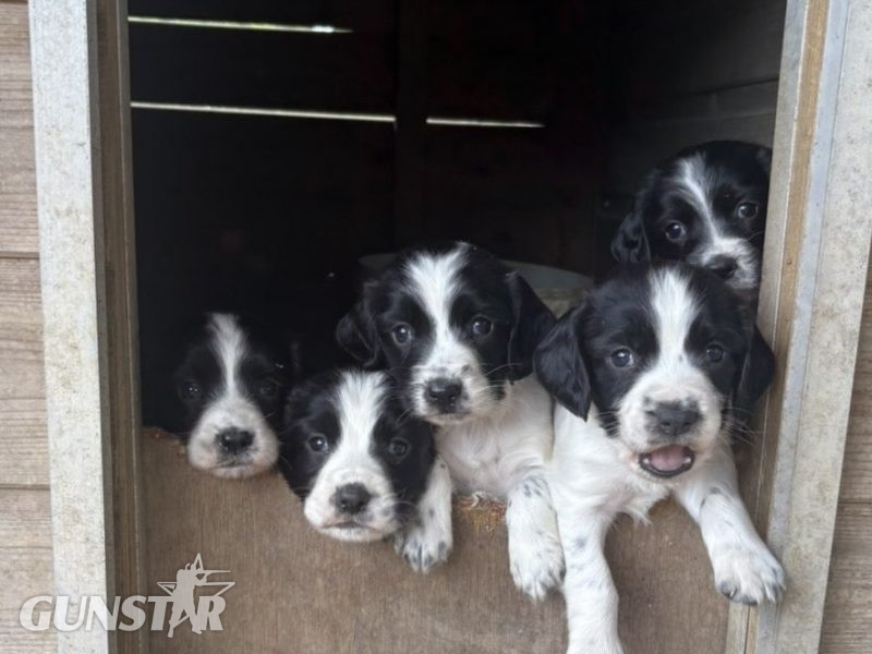 Sprocker x Spaniel Puppies in 