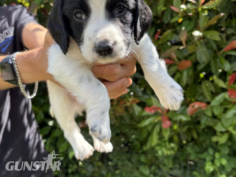 Sprocker x Spaniel Puppies - {CATEGORY} in 