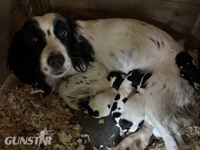 {CATEGORY} - Sprocker x Spaniel Puppies in 