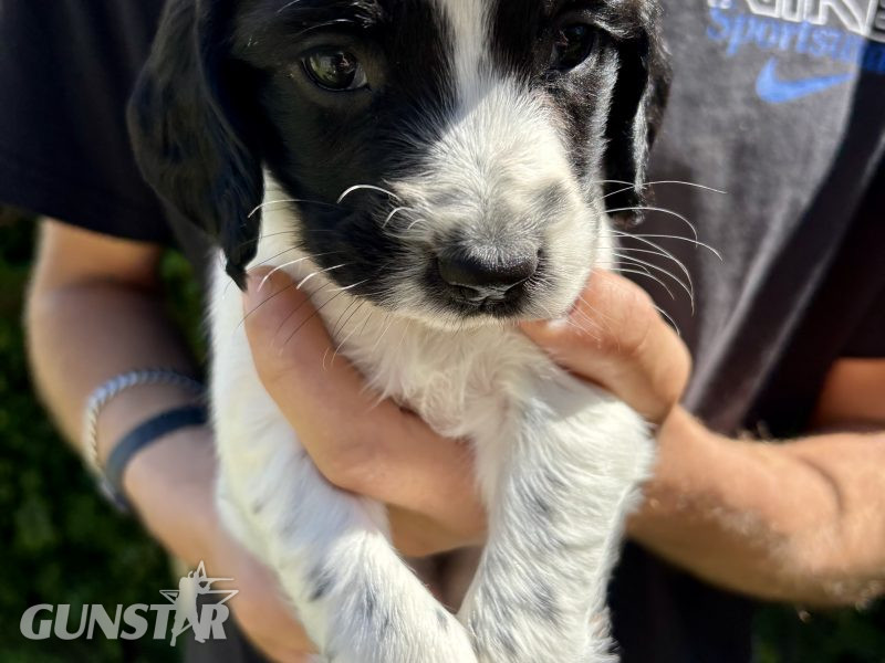  Sprocker x Spaniel Puppies