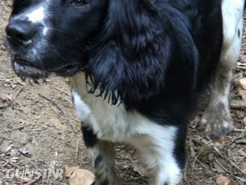 Sprocker x Spaniel Puppies