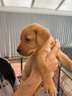 Working Labradors