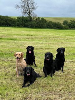 Working Labradors - {CATEGORY} in 