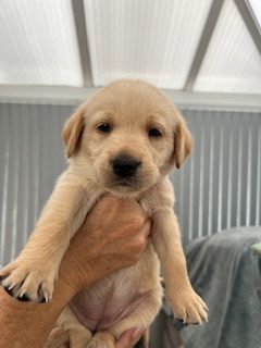 Working Labradors - {CATEGORY}