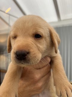 {CATEGORY} - Working Labradors in 