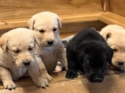 Working Labradors