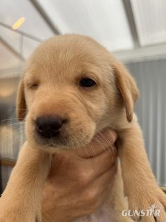 {CATEGORY} - Working Labradors in 