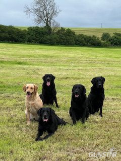 Working Labradors - {CATEGORY} in 
