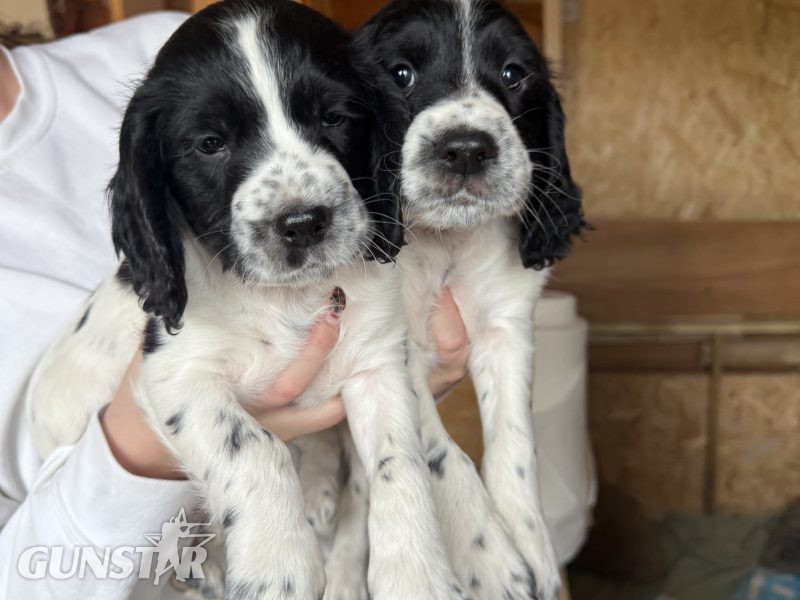 Cocker Spaniels in 