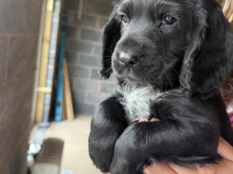 Cocker Spaniels