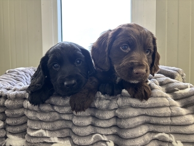 Cocker Spaniel Puppies