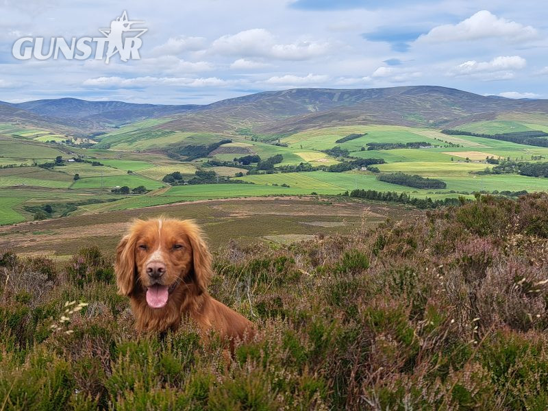  Fin - Red Cocker Spaniel Stud (KC Reg.) with strong working heritage