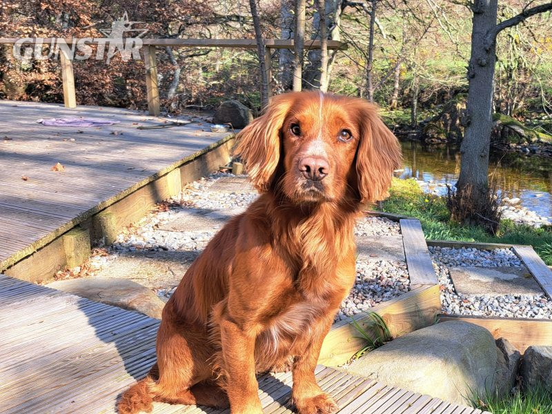 Fin - Red Cocker Spaniel Stud (KC Reg.) with strong working heritage in 