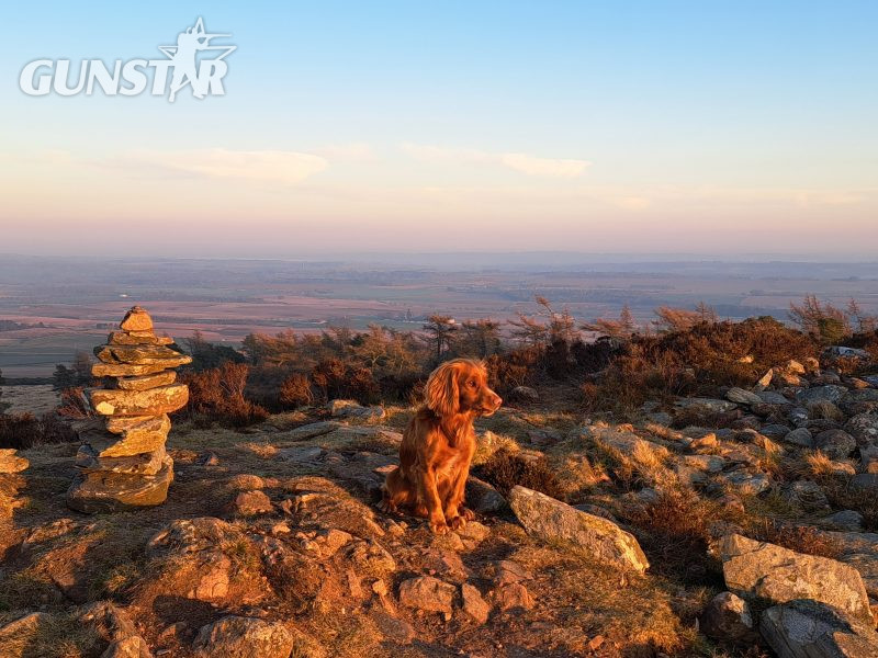 {CATEGORY} - Fin - Red Cocker Spaniel Stud (KC Reg.) with strong working heritage in 