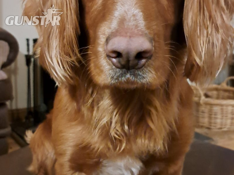 {CATEGORY} - Fin - Red Cocker Spaniel Stud (KC Reg.) with strong working heritage